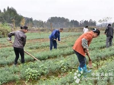 綠寶石毛豆最遲種植時間與食用農產品批發實用指南