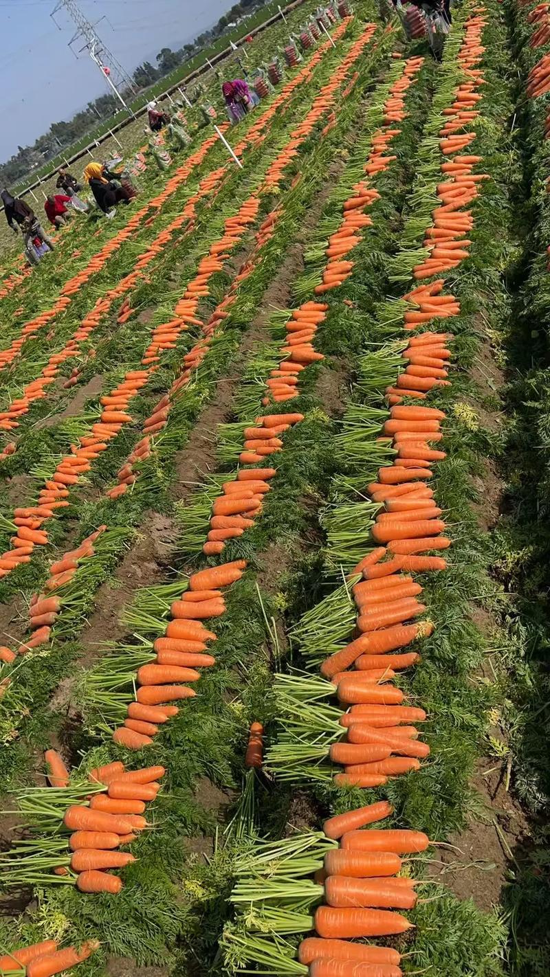 福建紅蘿卜上市，食用農產品初加工提升品質與價值